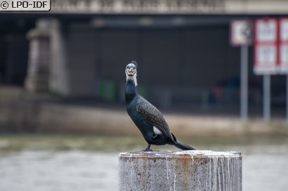 Grand Cormoran