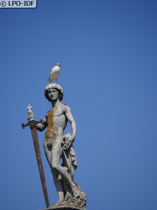 Mouette rieuse