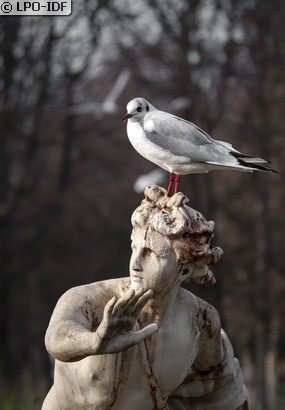 Mouette rieuse