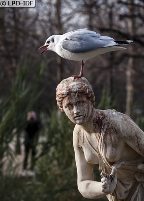 Mouette rieuse