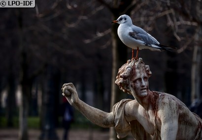 Mouette rieuse