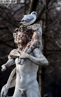 Mouette rieuse