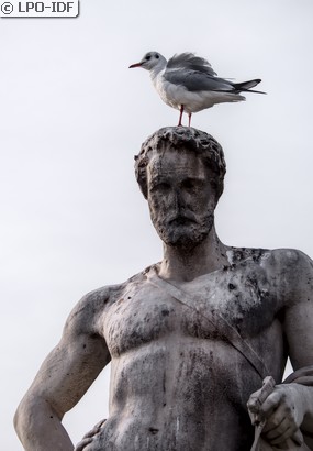 Mouette rieuse