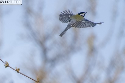 Mésange charbonnière