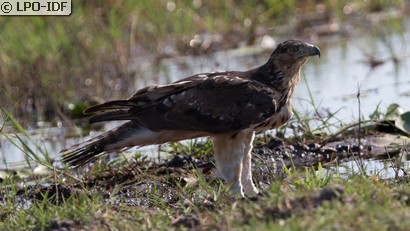 Aigle botté