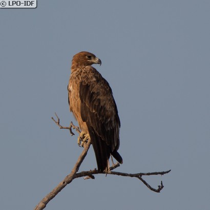 Aigle ravisseur