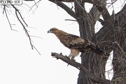 Aigle ravisseur