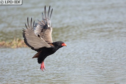 Bateleur des savanes