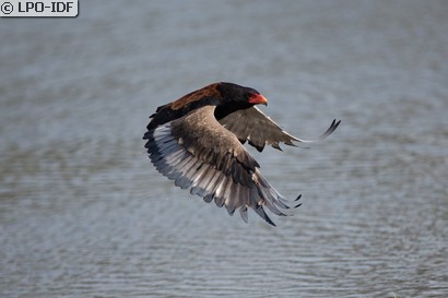 Bateleur des savanes
