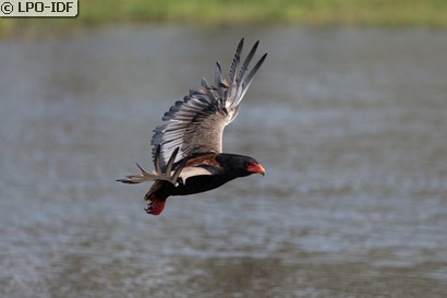 Bateleur des savanes