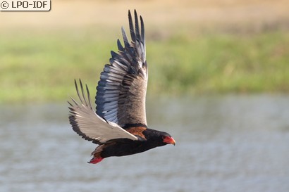 Bateleur des savanes