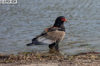 Bateleur des savanes