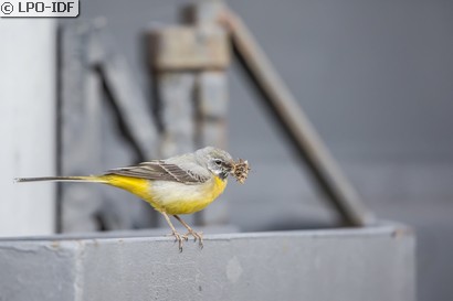 Bergeronnette des ruisseaux