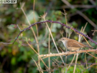 Bouscarle de Cetti