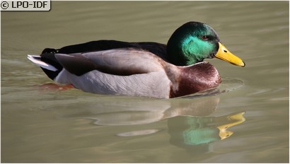 Canard colvert