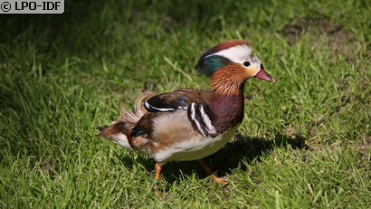 Canard mandarin