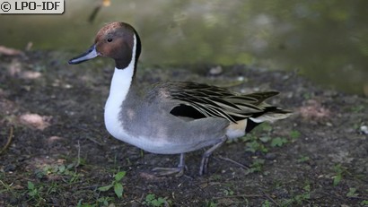 Canard pilet