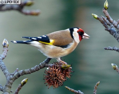 Chardonneret élégant
