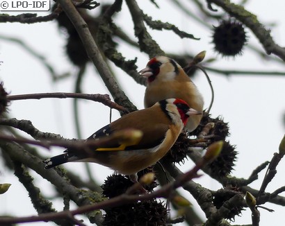 Chardonneret élégant