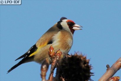 Chardonneret élégant