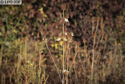 Chardonneret élégant