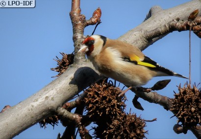 Chardonneret élégant