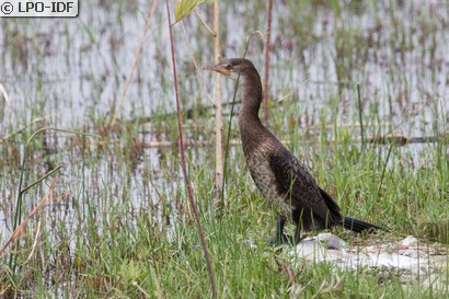 Cormoran pygmée