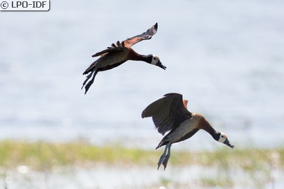 Dendrocygne veuf