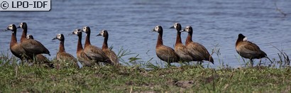 Dendrocygne veuf