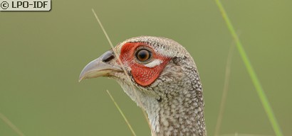 Faisan de Colchide