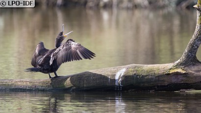 Grand Cormoran