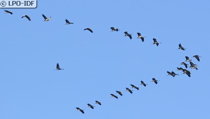 Grue cendrée