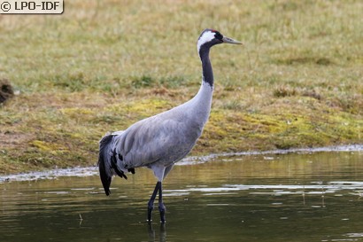 Grue cendrée