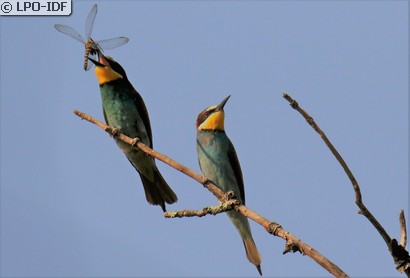 Guêpier d'Europe