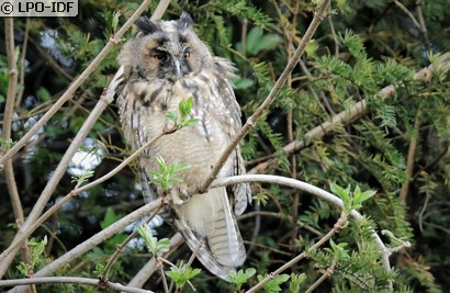 Hibou moyen-duc