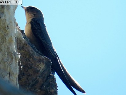 Hirondelle de rochers