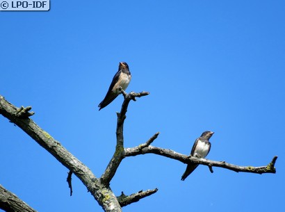 Hirondelle rustique