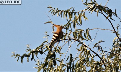 Huppe fasciée
