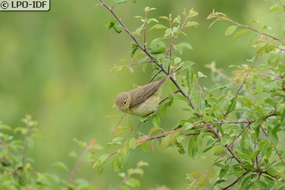 Hypolaïs polyglotte