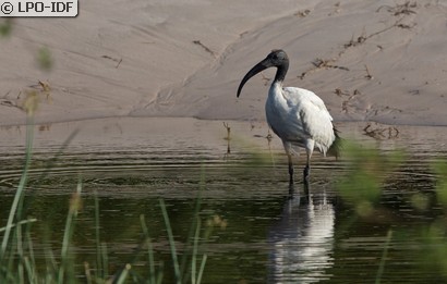 Ibis sacré