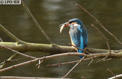 Martin-pêcheur d'Europe