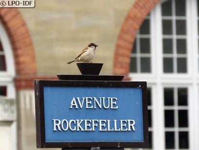 Moineau domestique