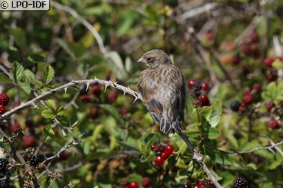 Moineau domestique