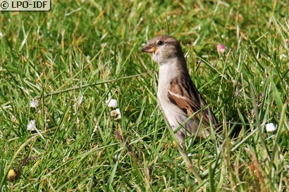 Moineau domestique