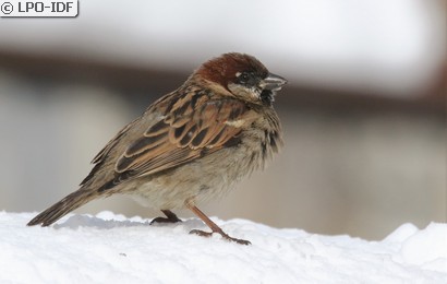 Moineau domestique