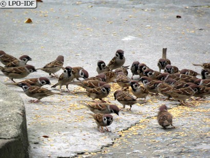 Moineau friquet