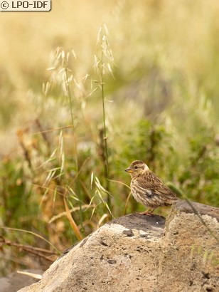 Moineau soulcie