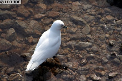 Mouette blanche