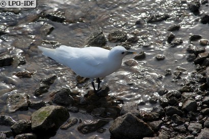 Mouette blanche