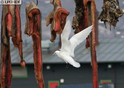 Mouette blanche